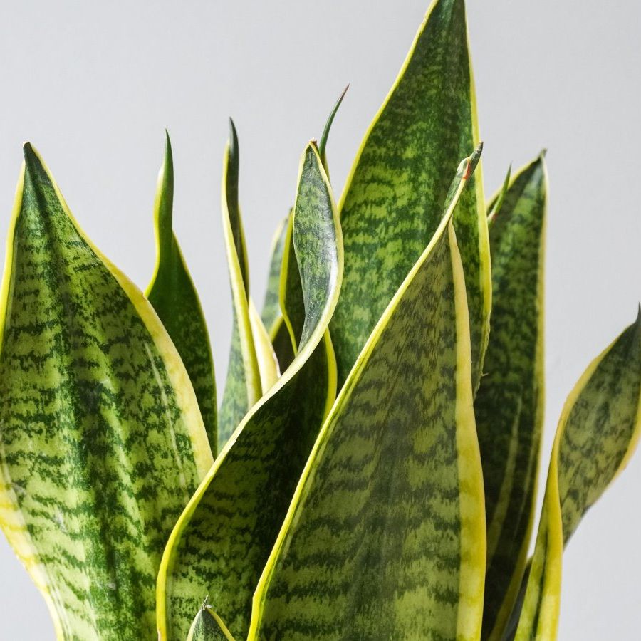 How to prune a snake plant - expert tips for simple cuts | Homes and Gardens
