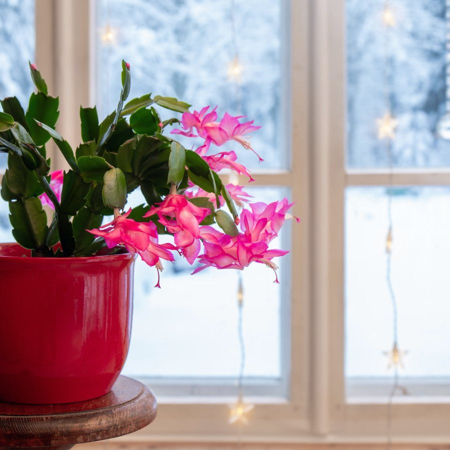 8 Cold Tolerant Indoors Plants That Don't Mind A Draft | Gardening Know How