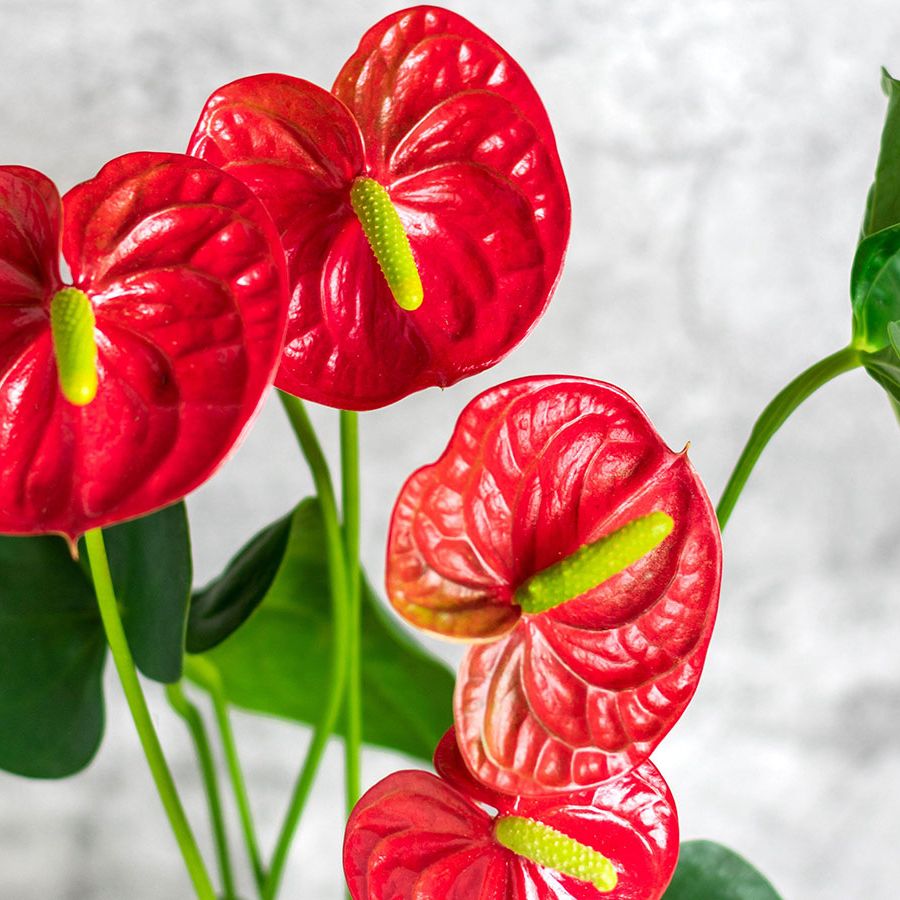 anthurium dark form 4