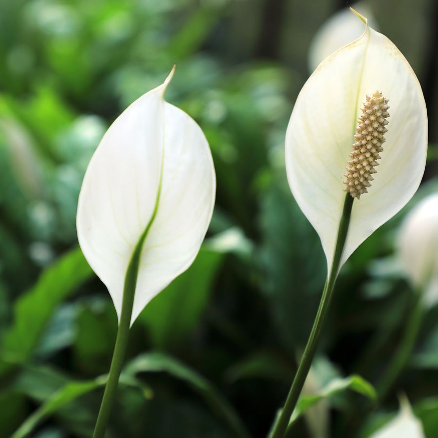 ponytail palm maintenance Shop 'Ponytail palm - Beaucarnea recurvata' Care and Info