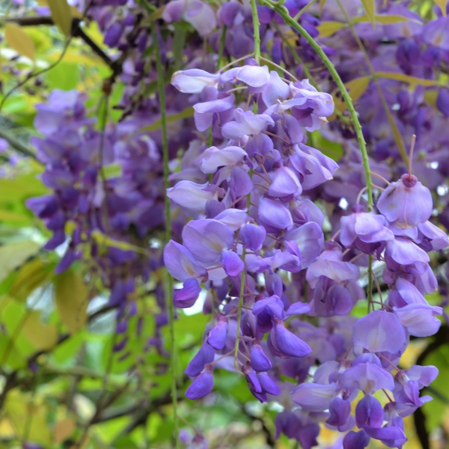 What to do with wisteria in the fall: expert plant advice | Homes and  Gardens