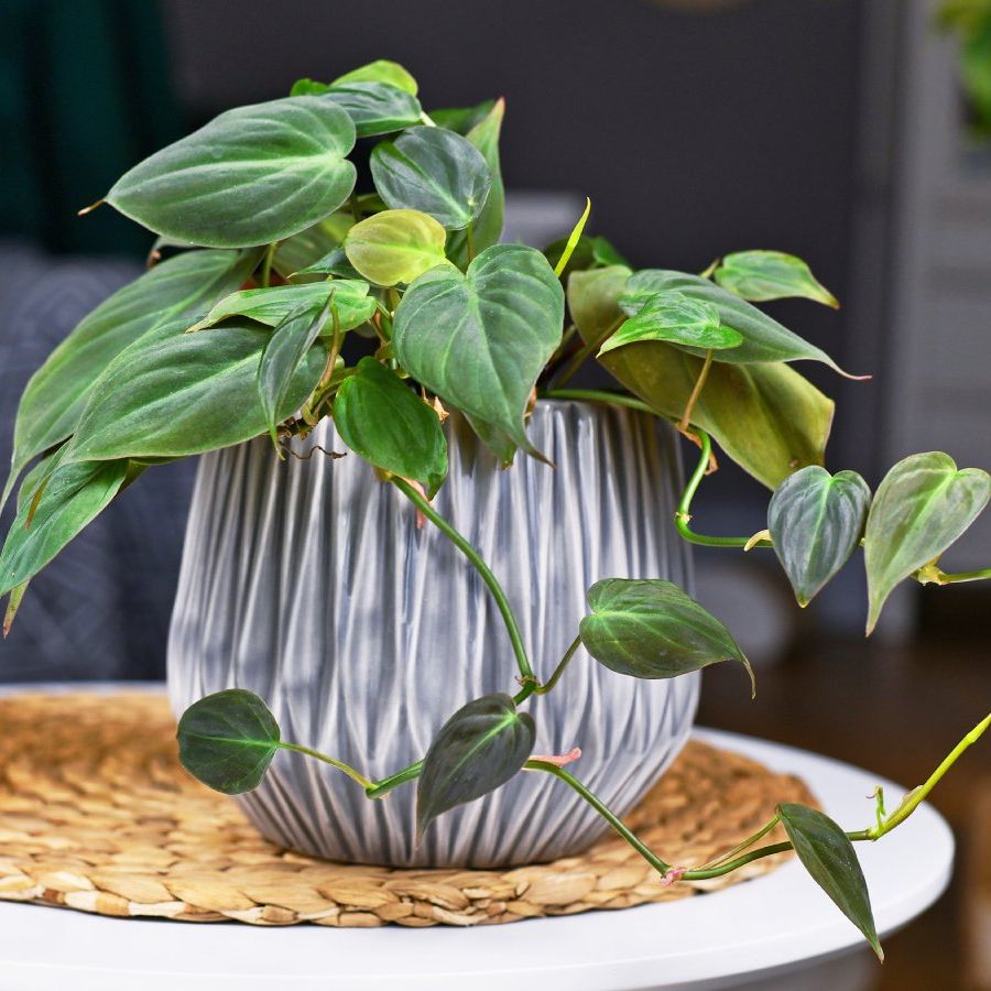 philodendron dean mcdowell Philodendron Dean McDowell main image 1