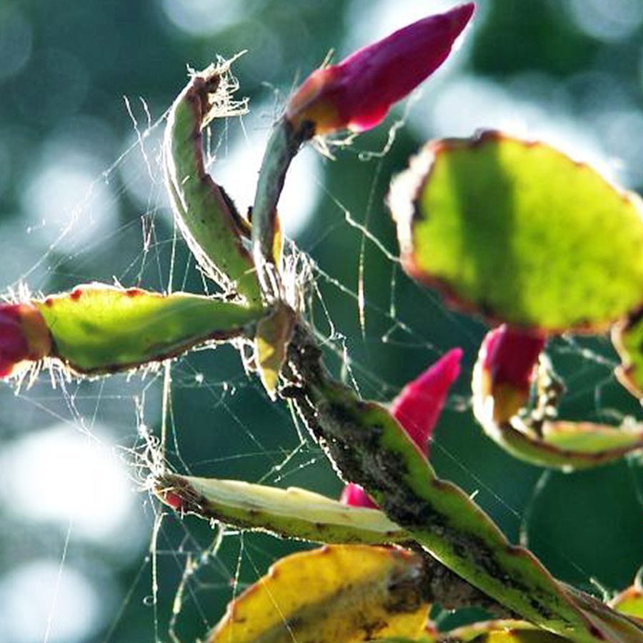 Common Christmas Cactus Pests: Identify And Eliminate Bugs | Gardening Know  How