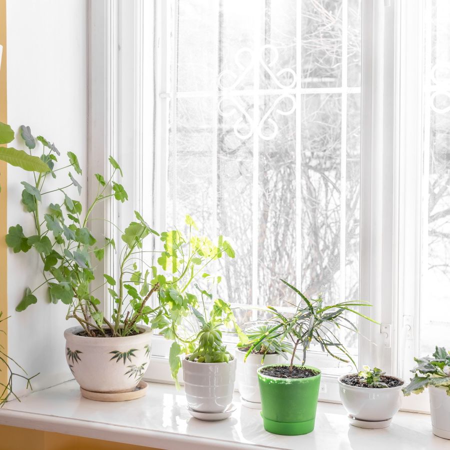 6 perennials you can grow as houseplants: expert picks | Homes and Gardens