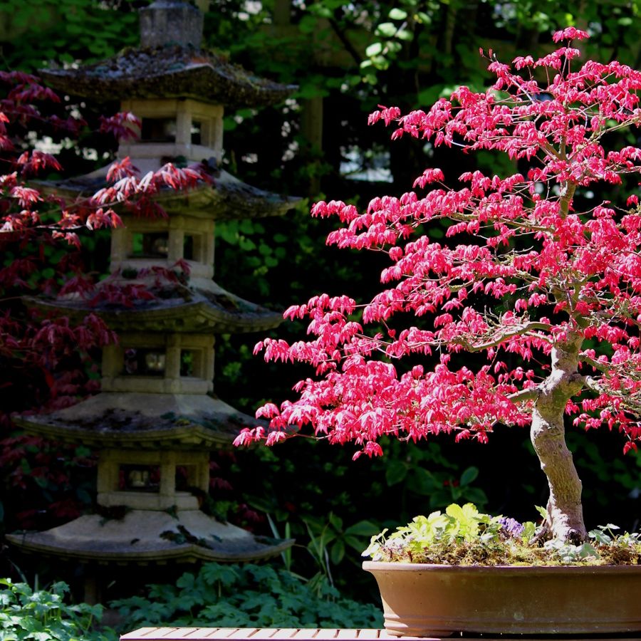 Japanese maple bonsai trees: meditative gardening in miniature | Homes and  Gardens