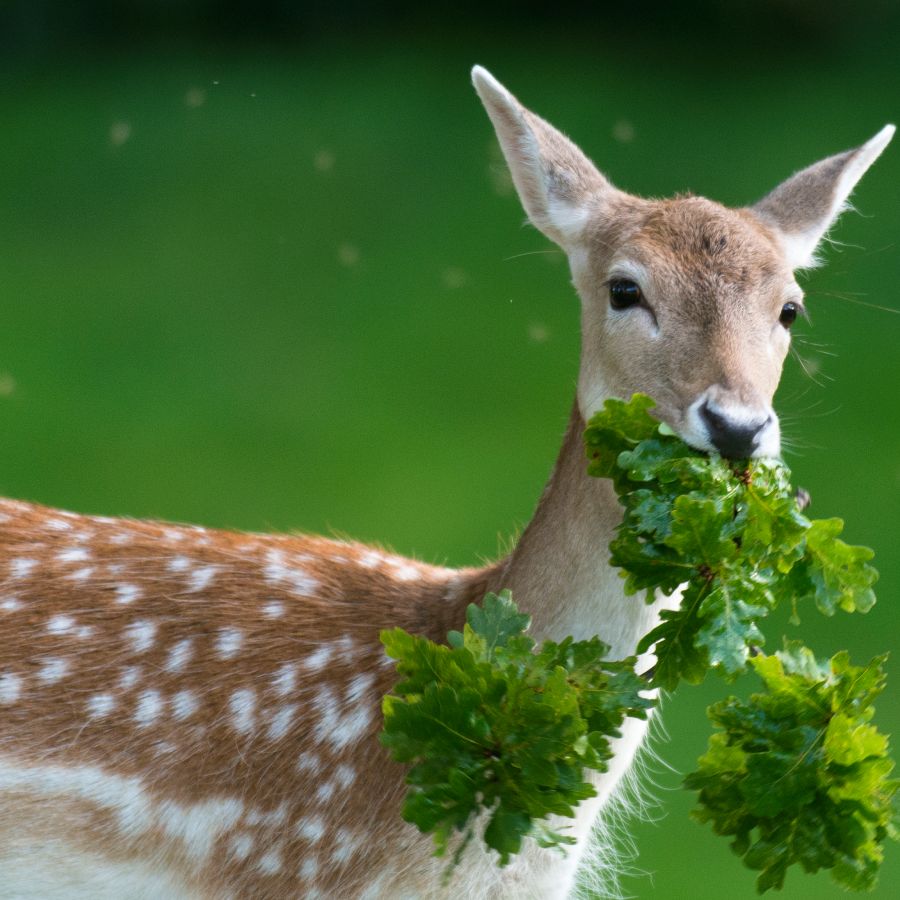 My Garden-Saving Secret: How To Stop Deer From Eating Plants