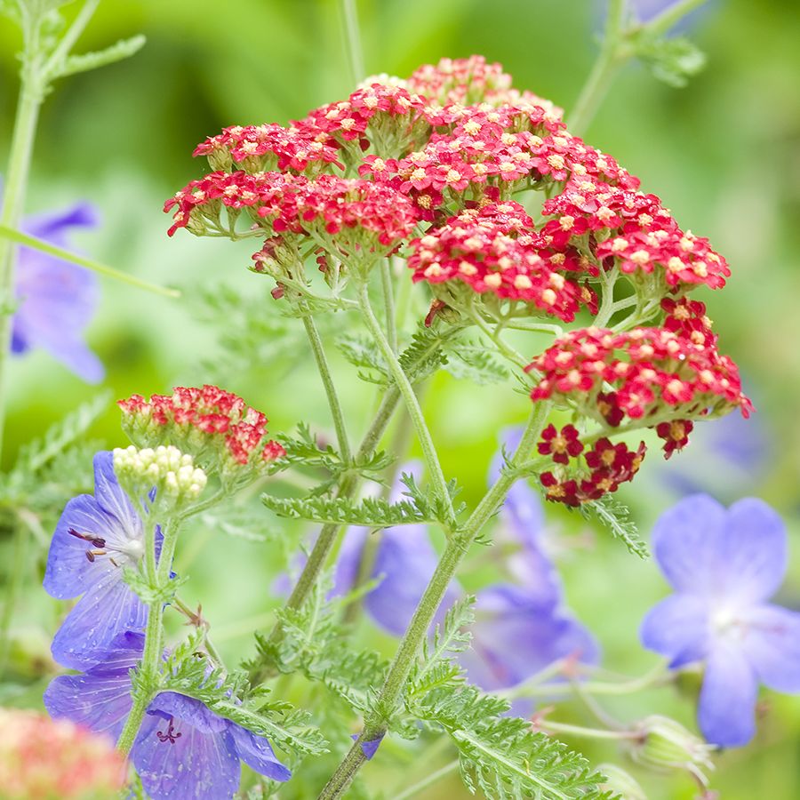 Stage 4: Adult Plant with Flowers