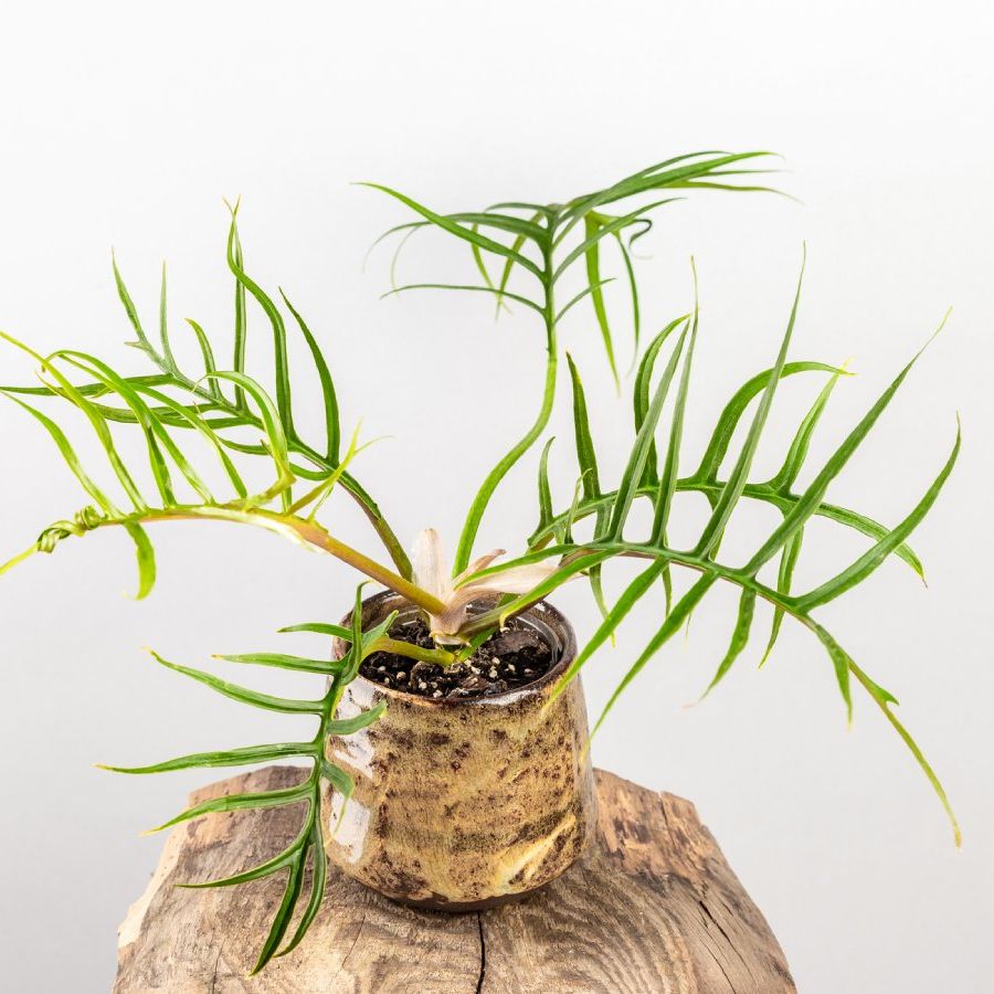 Philodendron Tortum: Complete Care & Growing Guide | Gardening Know How