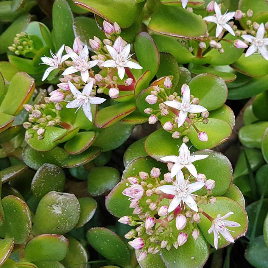 Why is my jade plant drooping? 7 common causes and solutions | Homes and  Gardens