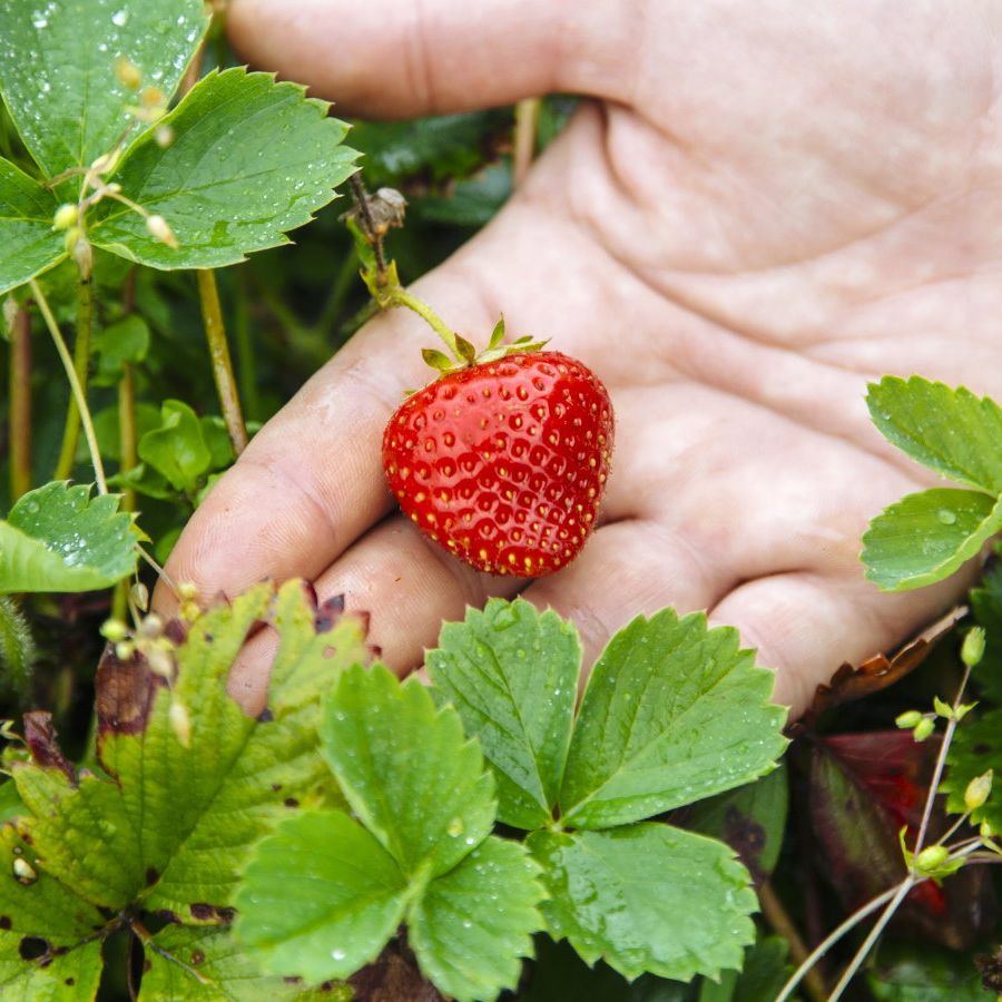 Do you cut strawberries back in the fall? Experts advise | Homes and Gardens