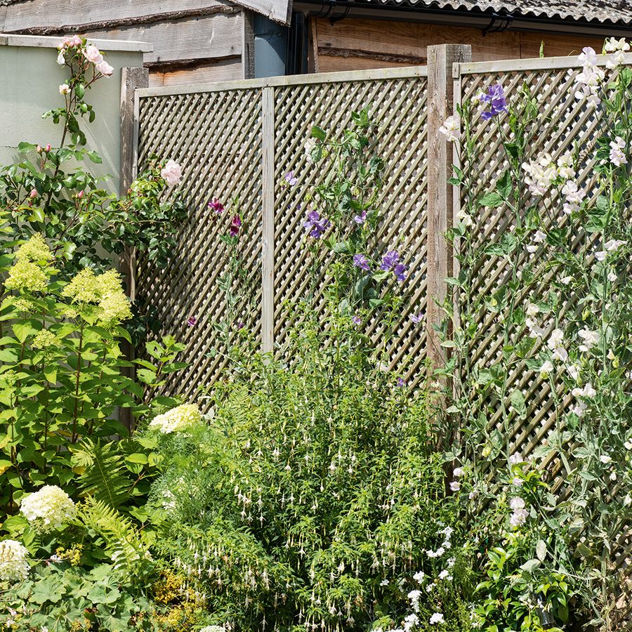 9 of the best climbing fence plants to grow | Homebuilding