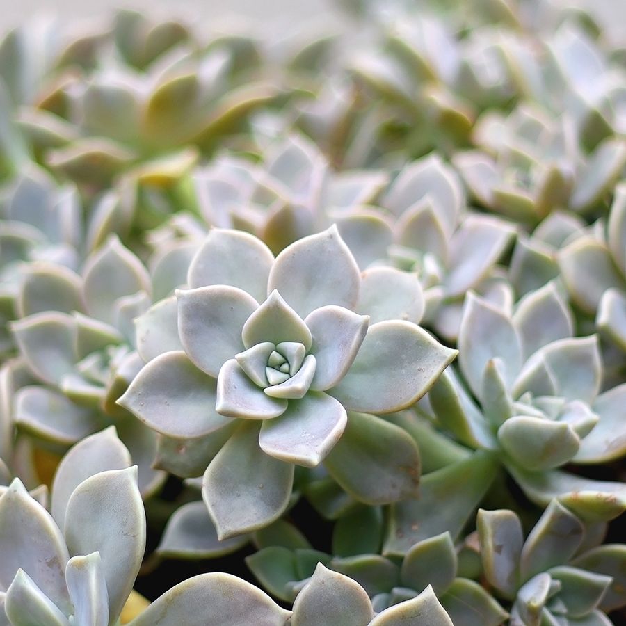 fake succulent arrangements Mini Faux Succulent Plants