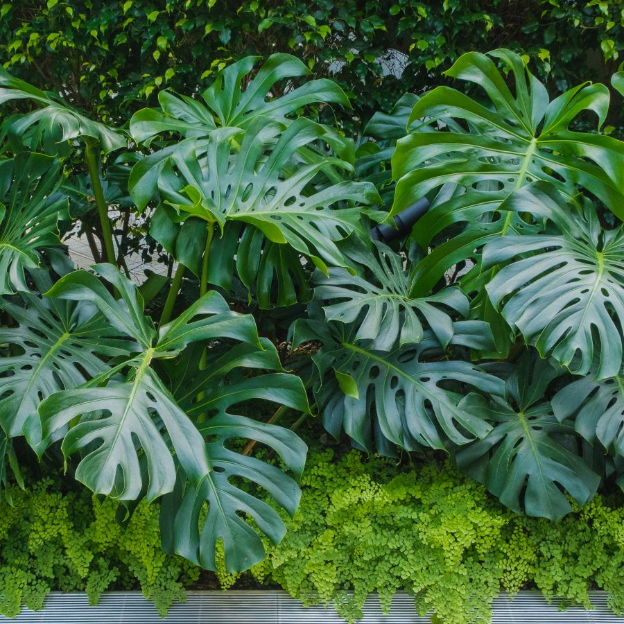 Can you grow a monstera outdoors? A plant expert reveals | Homes and Gardens