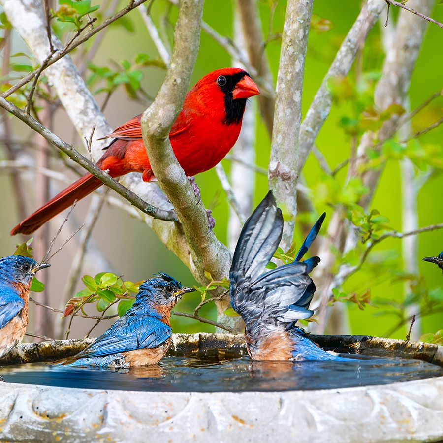 How Do Bird Baths Work: Secrets to Attract Beautiful Birds