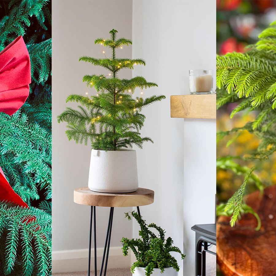 How to grow a Norfolk Island pine | Homes and Gardens