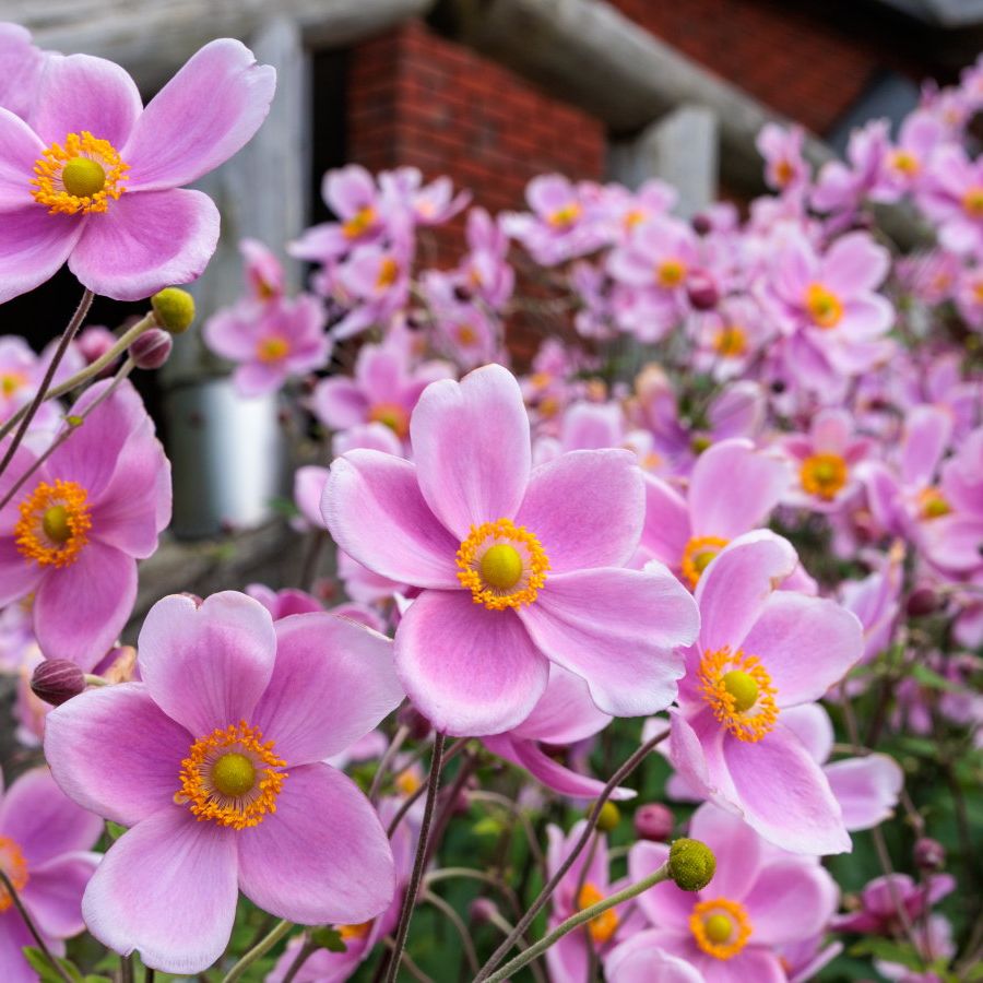 Danae bessin nude View all pictures, buttons and outfits