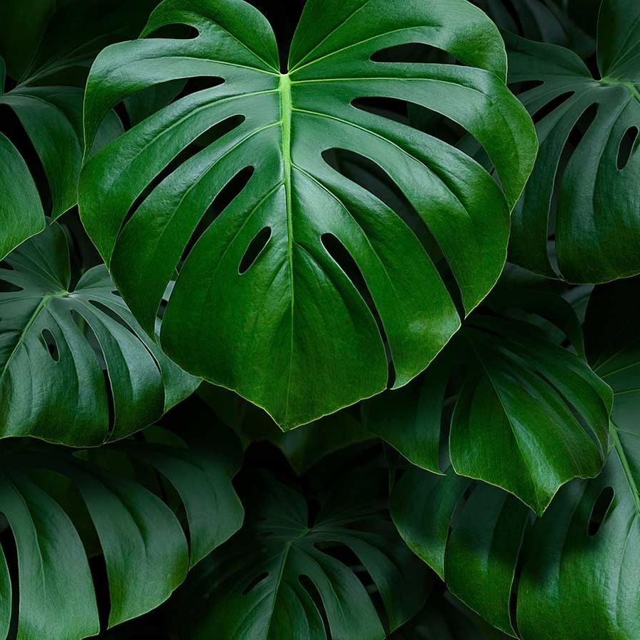 Why is my monstera drooping? Experts reveal 5 common reasons | Homes and  Gardens