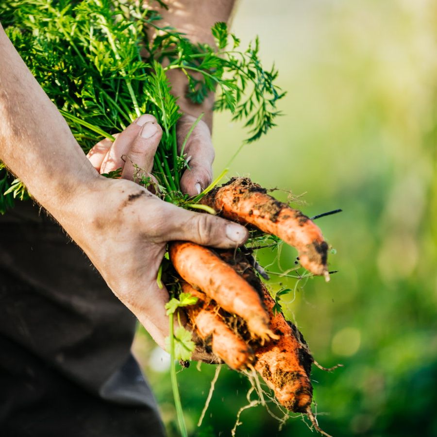 An expert guide to fertilizing carrots: when and how to feed | Homes and  Gardens