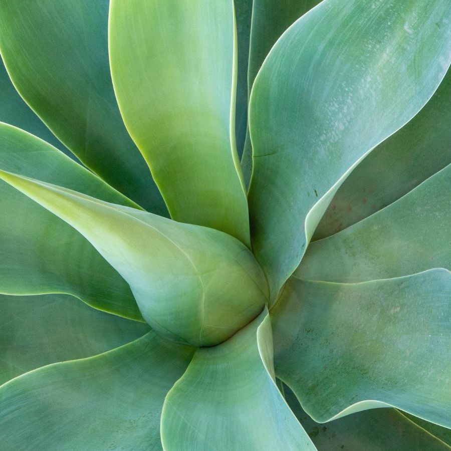 alocasia zebrina kaufen Alocasia Zebrina 14cm main image 1