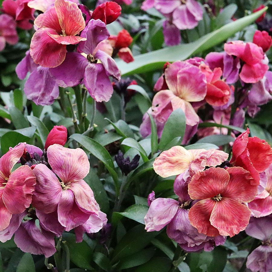 How to grow wallflowers for long-lasting color in the yard | Homes