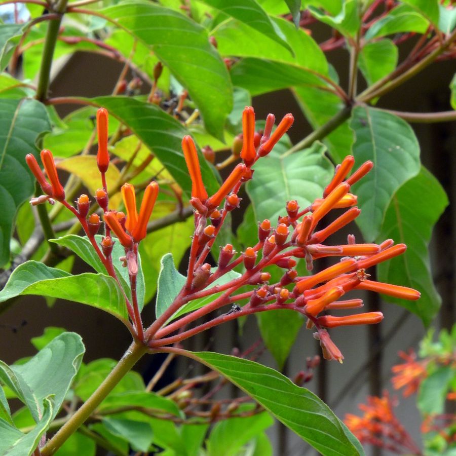 Native firebush plant attracts butterflies and hummingbirds