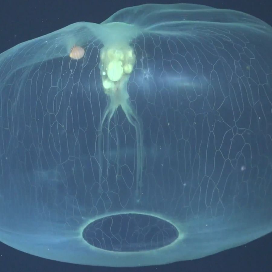Otherworldly video captures rare jellyfish with a hitchhiker