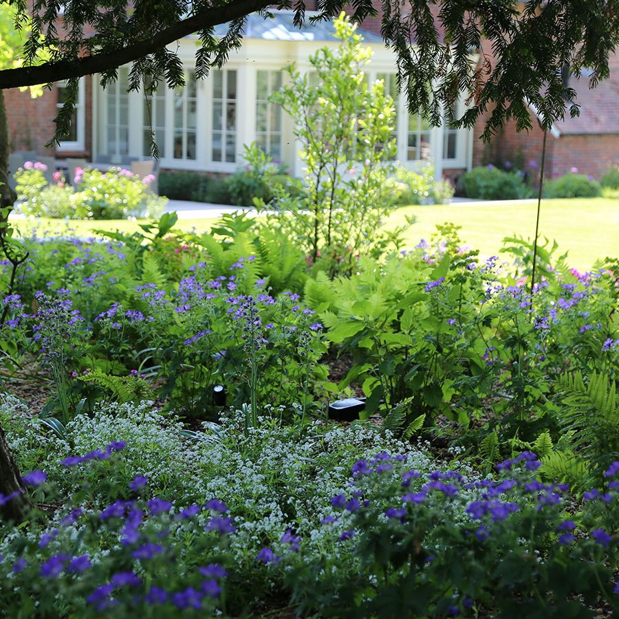 What Plants Grow Under Evergreen Trees Infoupdate what-plants-grow-under-evergreen-trees-infoupdate