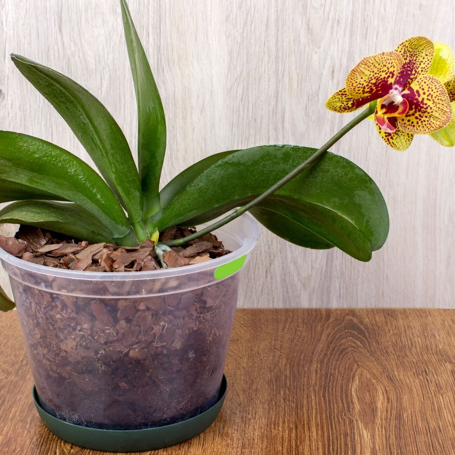 How to make your own orchid potting mix: a DIY recipe | Homes and Gardens
