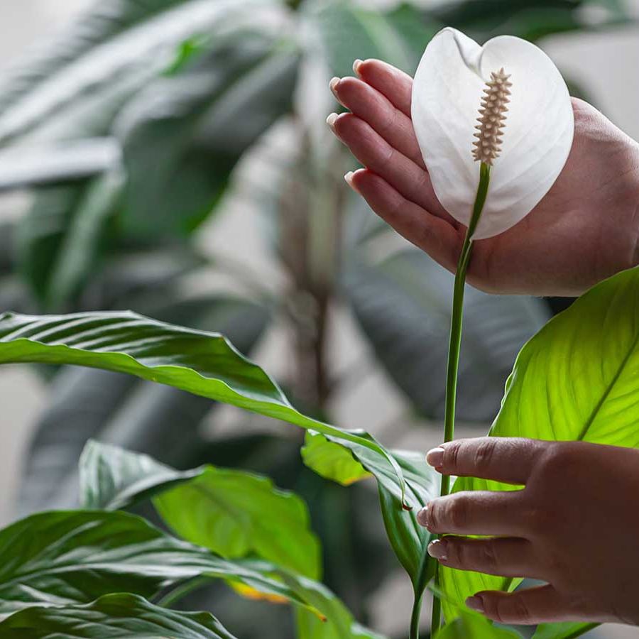 Why is my peace lily turning yellow? 3 reasons and solutions | Homes and  Gardens