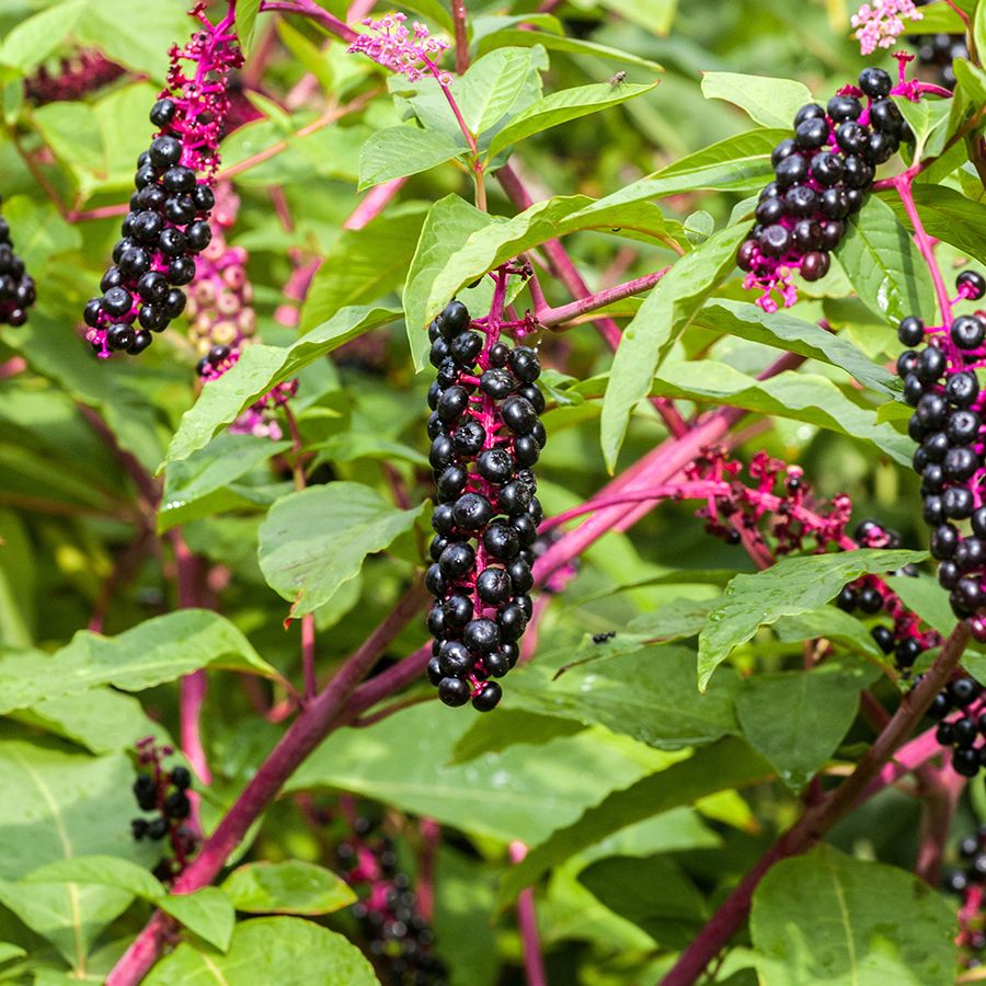 People Hate This Toxic Weed, But I Secretly Love It &ndash; Here's Why |  Gardening Know How