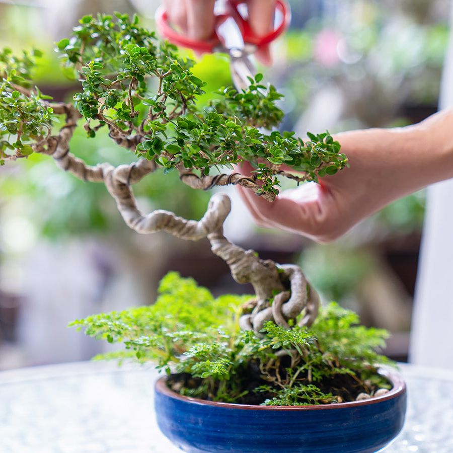 bonsai ficus ikea S-Shape Bonsai main image 0