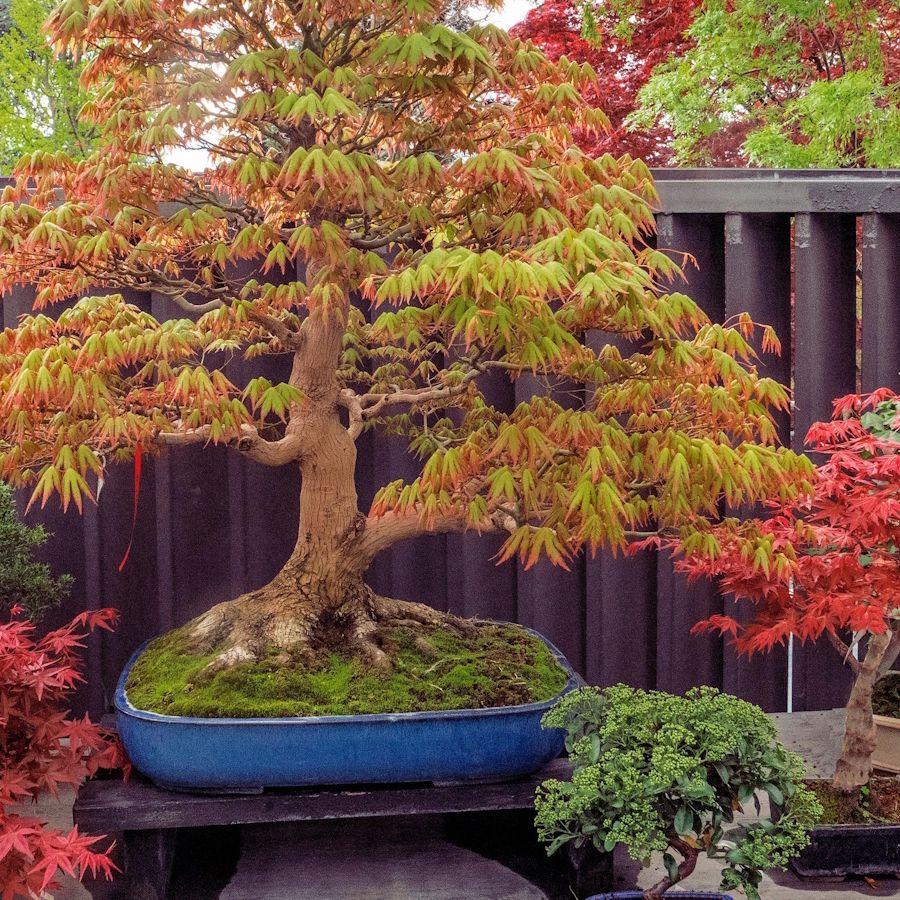 Easiest bonsai trees for beginners: 5 plants to try | Homes and Gardens