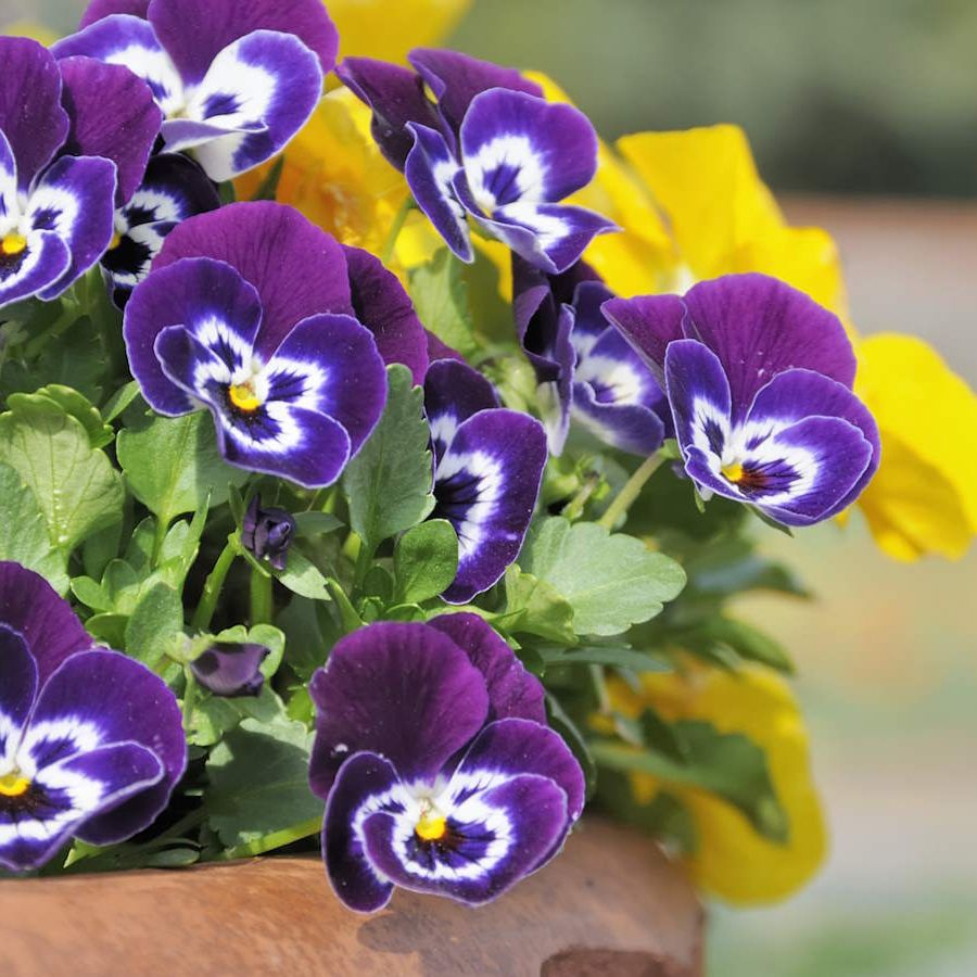 How to choose the best fertilizer for flowers in pots | Homes and Gardens