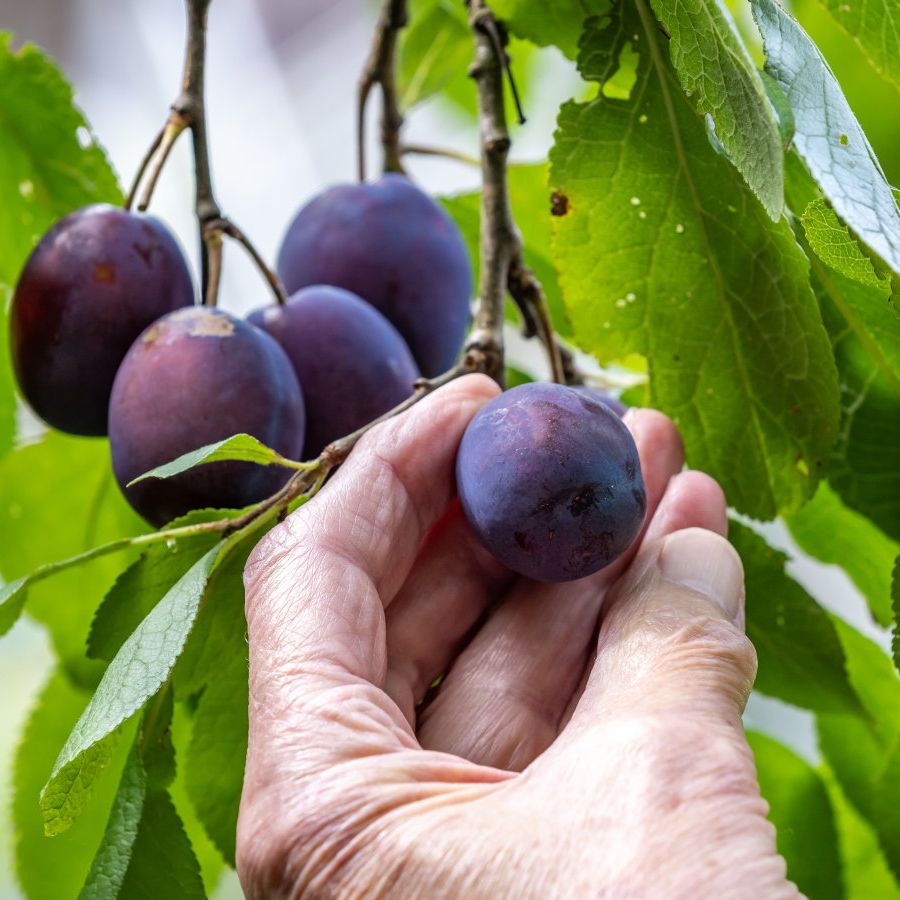 What Is A Dried Damson