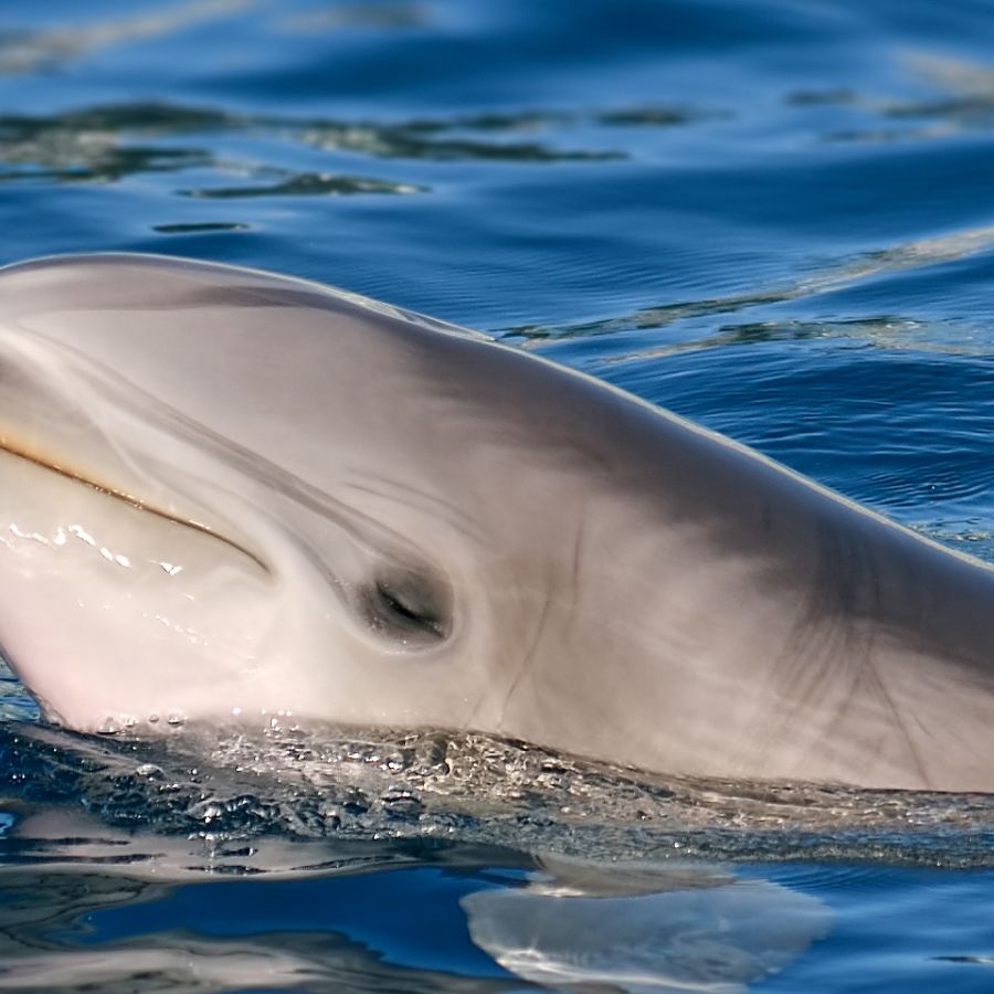 Мен жыныстық қатынасқа түскім келмеді, бірақ мен оны онлайн көрдім.