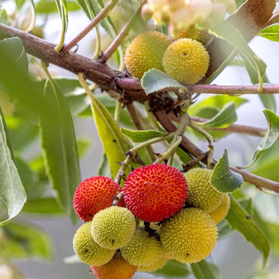 Easiest evergreen trees to grow: 5 reliable trees to plant | Homes and  Gardens