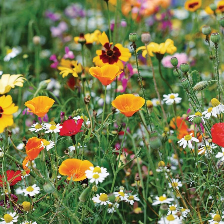 7 seeds to order in September: our expert picks | Homes and Gardens