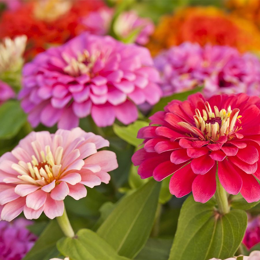Start These 9 Flower Seeds in February for All-Season Color | Gardening  Know How