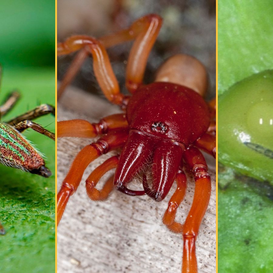 3 remarkable spiders: A vegetarian, a vampire and a predator that