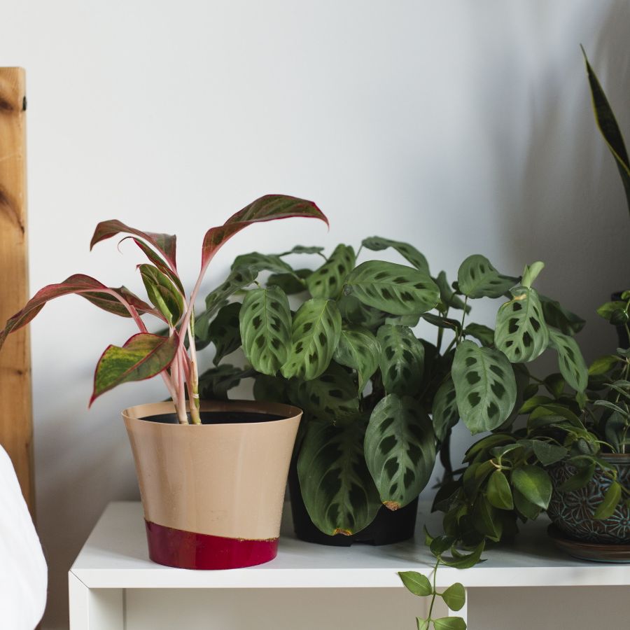 5 houseplants you should never place in your bedroom | Homes and Gardens
