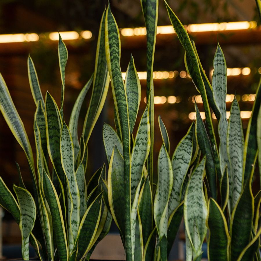 Why is my snake plant drooping? Experts reveal the one cause | Homes and  Gardens