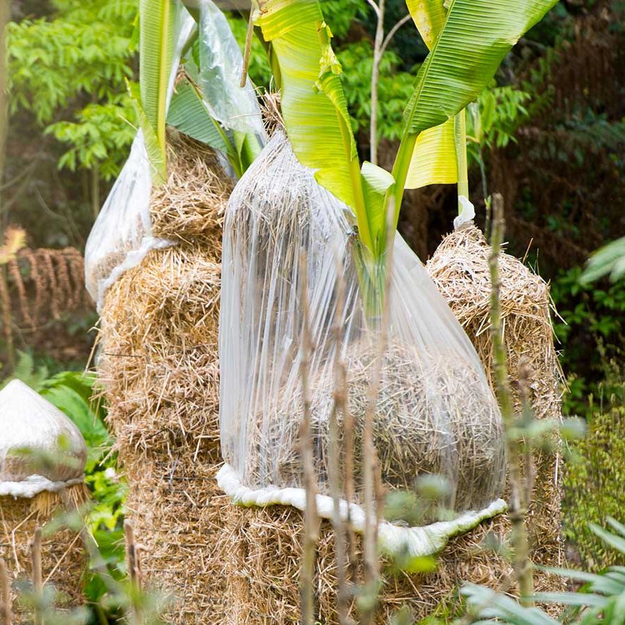How to overwinter banana trees: professional tips | Homes and Gardens