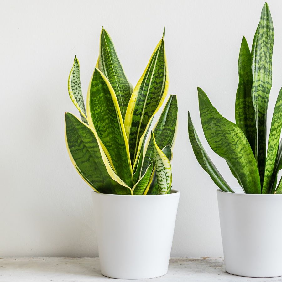 7 snake plant problems  and expert advice to solve them | Homes and Gardens