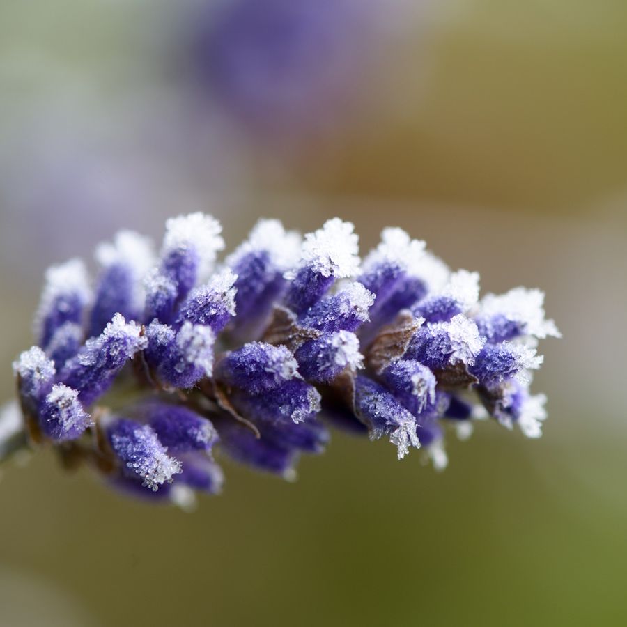 How to winterize lavender: expert seasonal plant advice | Homes and Gardens