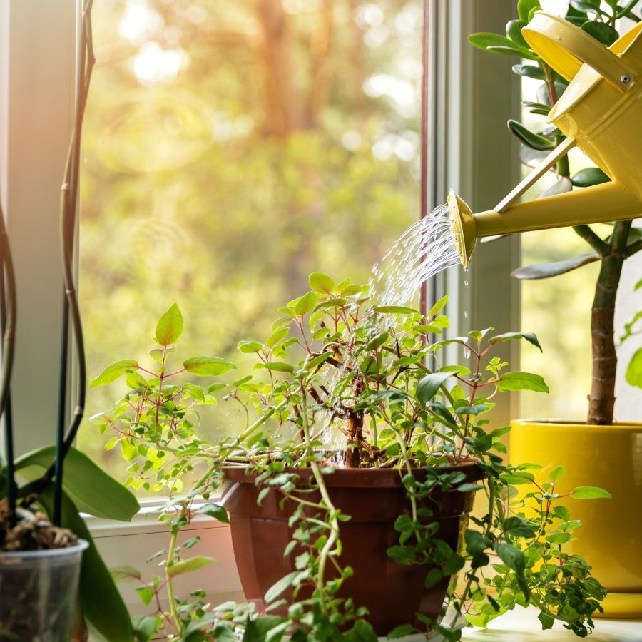 deer resistant plants Plants That Work For Deer Resistance