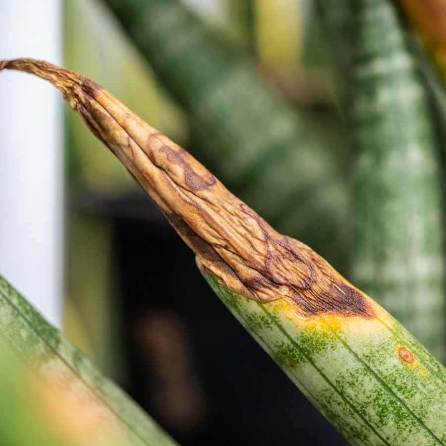 sansevieria trifasciata kaufen Sansevieria trifasciata --Pagoda Yellow Variegated Sna main image 0