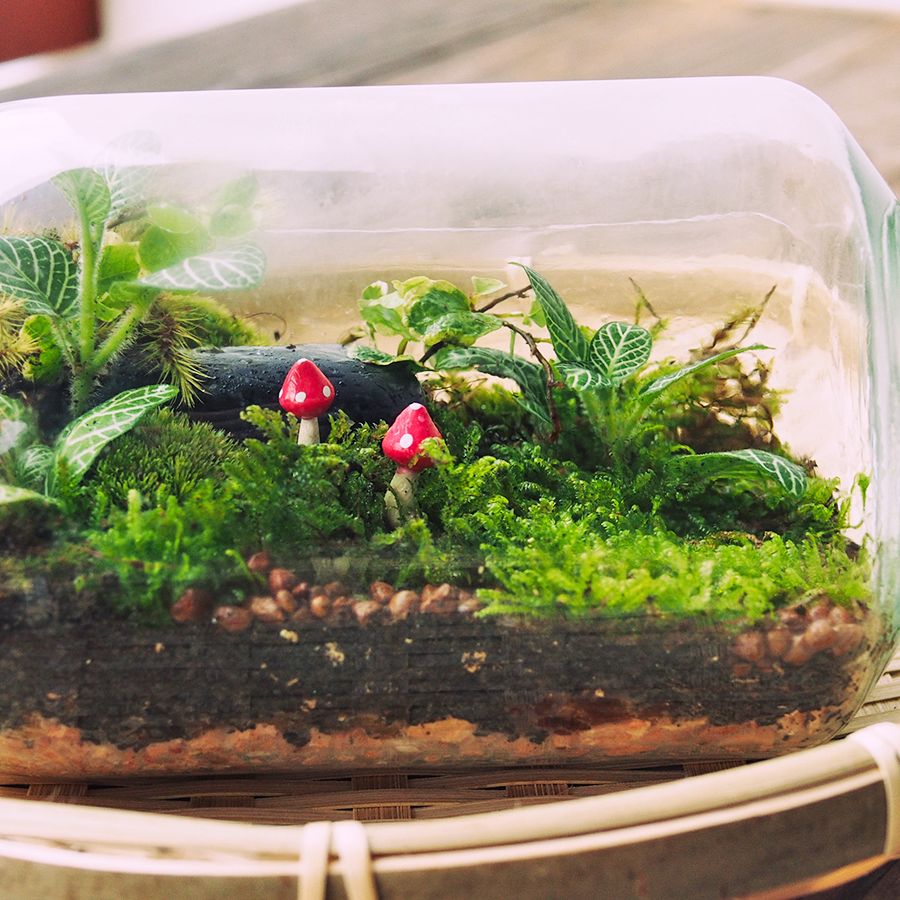 How to Make a Terrarium  Care and Maintenance Guide | Gardening Know How
