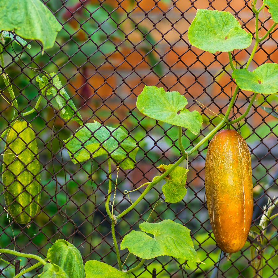 Cucumber Yellowing: Common Causes & How To Prevent Them | Gardening Know How