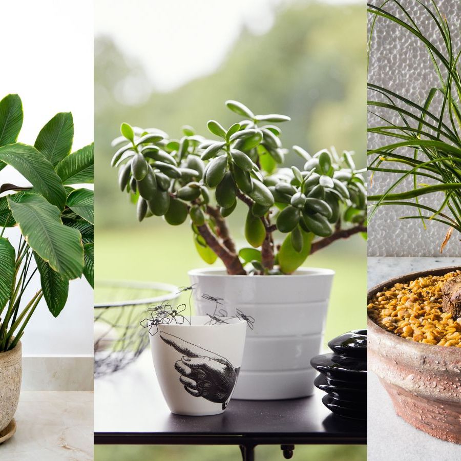 Best pet-safe indoor plants: 10 house plants to keep | Homes and Gardens