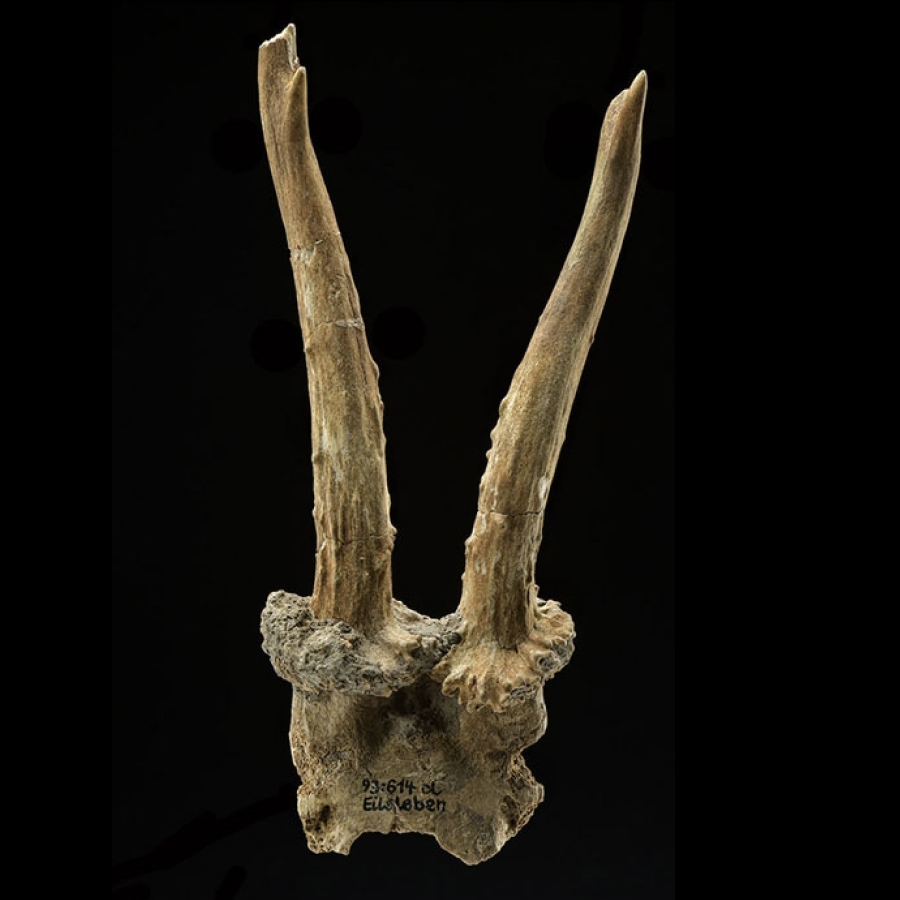 7,500-year-old deer skull headdress discovered in Germany
